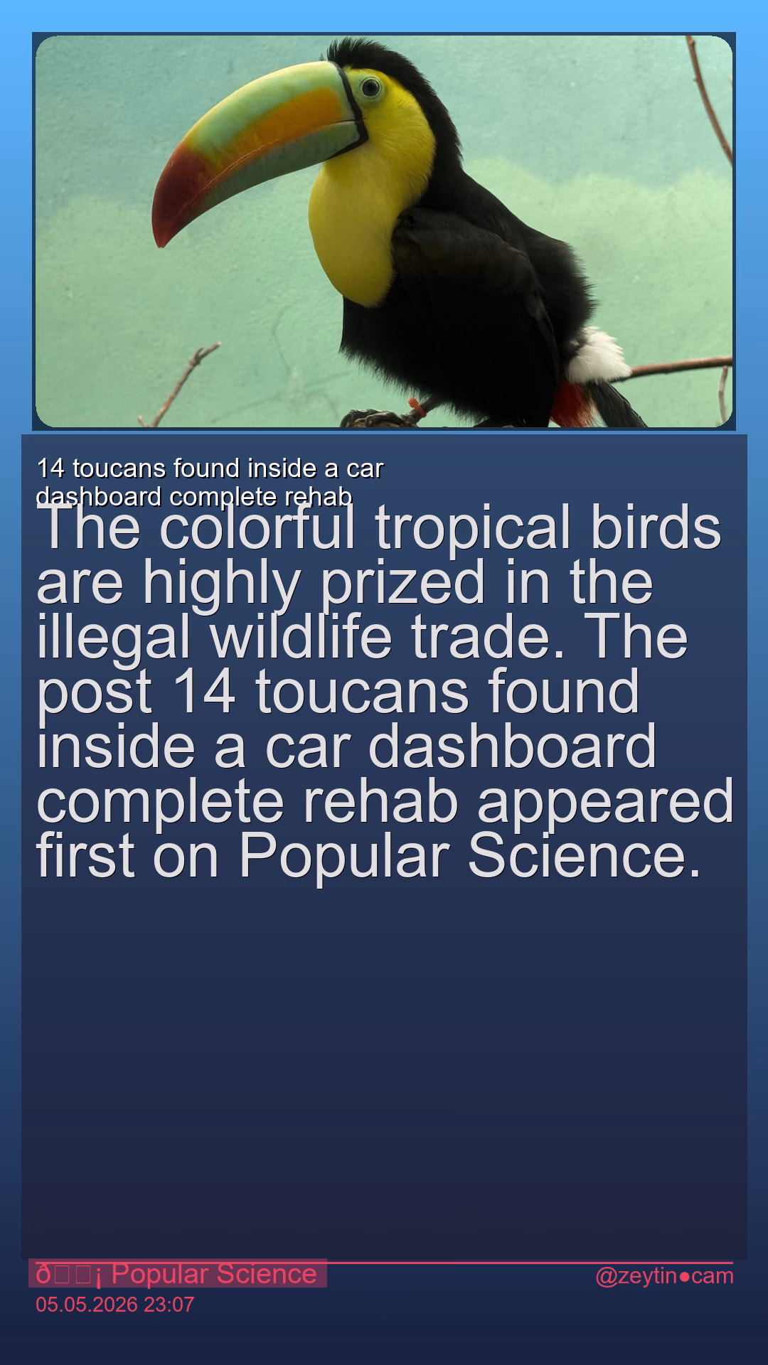 14 toucans found inside a car dashboard complete rehab