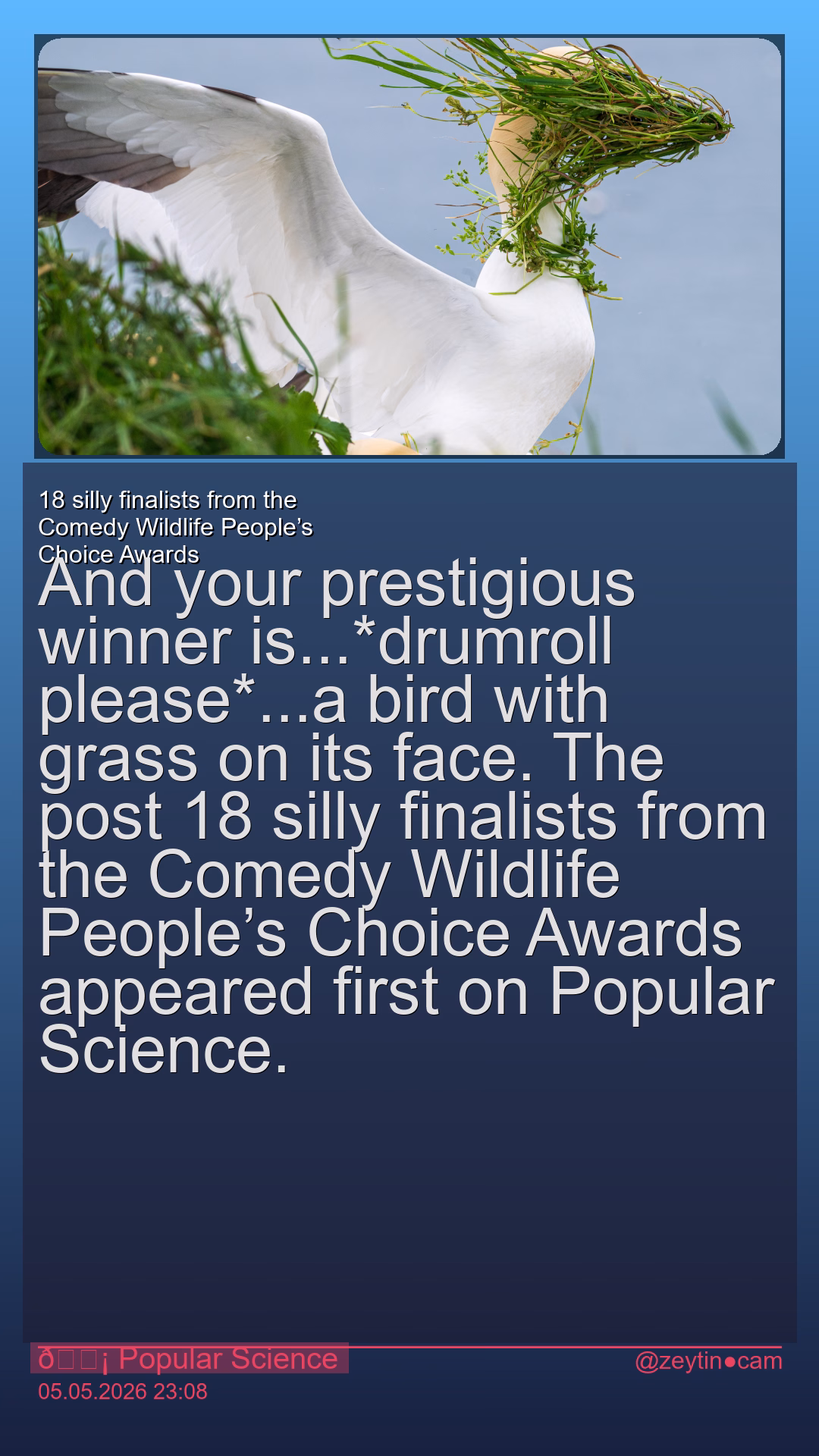18 silly finalists from the Comedy Wildlife People’s Choice Awards