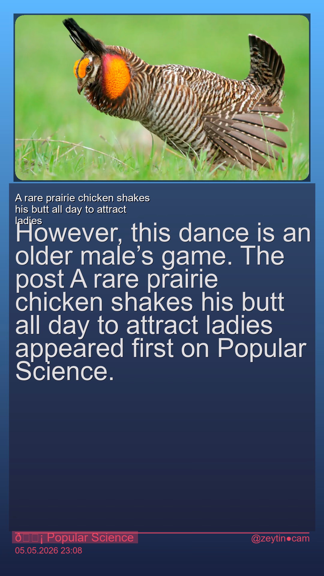 A rare prairie chicken shakes his butt all day to attract ladies