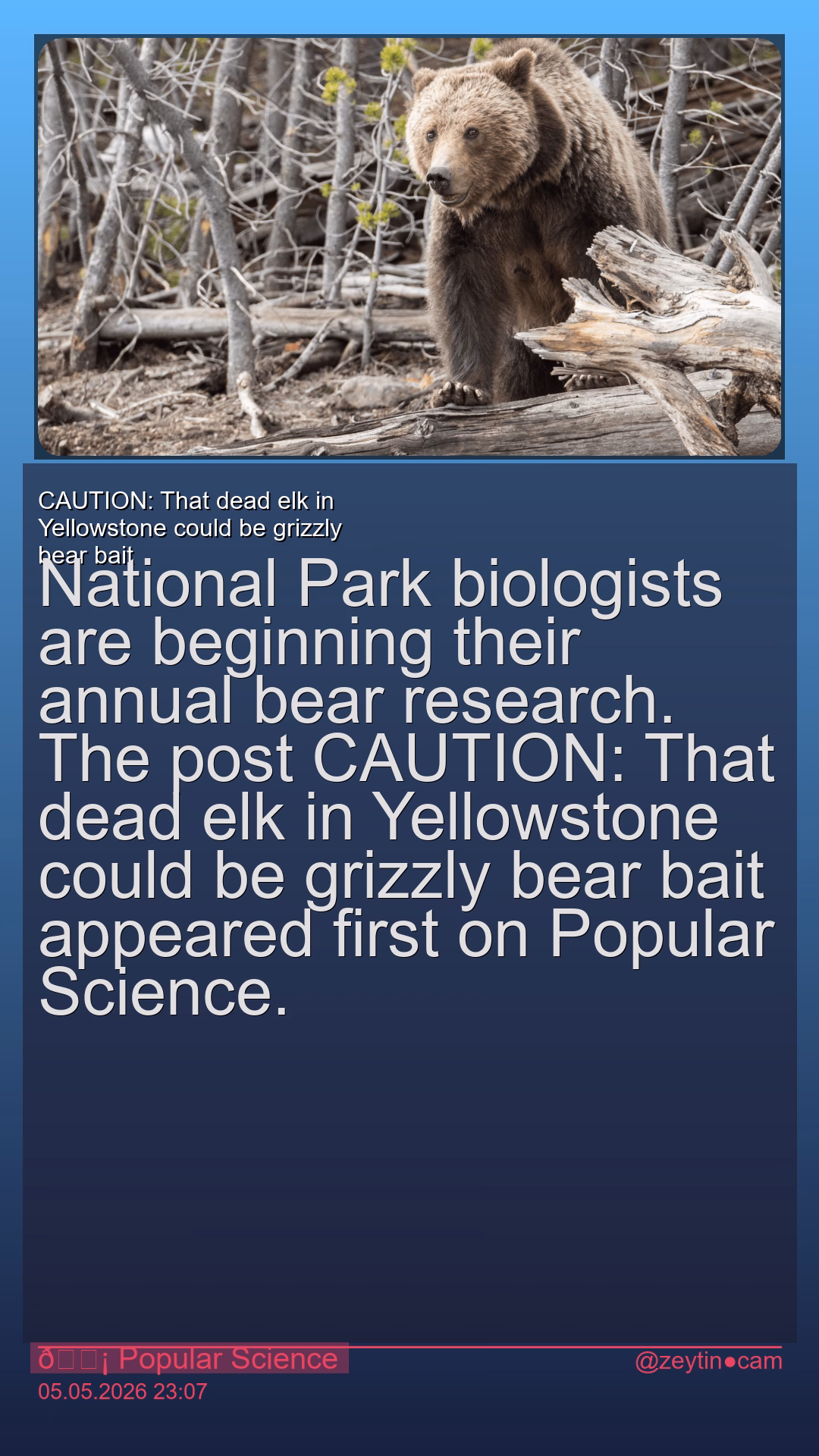 CAUTION: That dead elk in Yellowstone could be grizzly bear bait