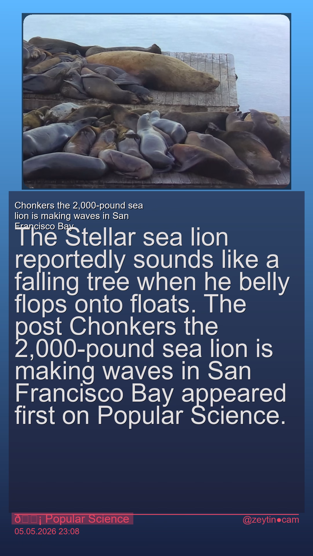 Chonkers the 2,000-pound sea lion is making waves in San Francisco Bay