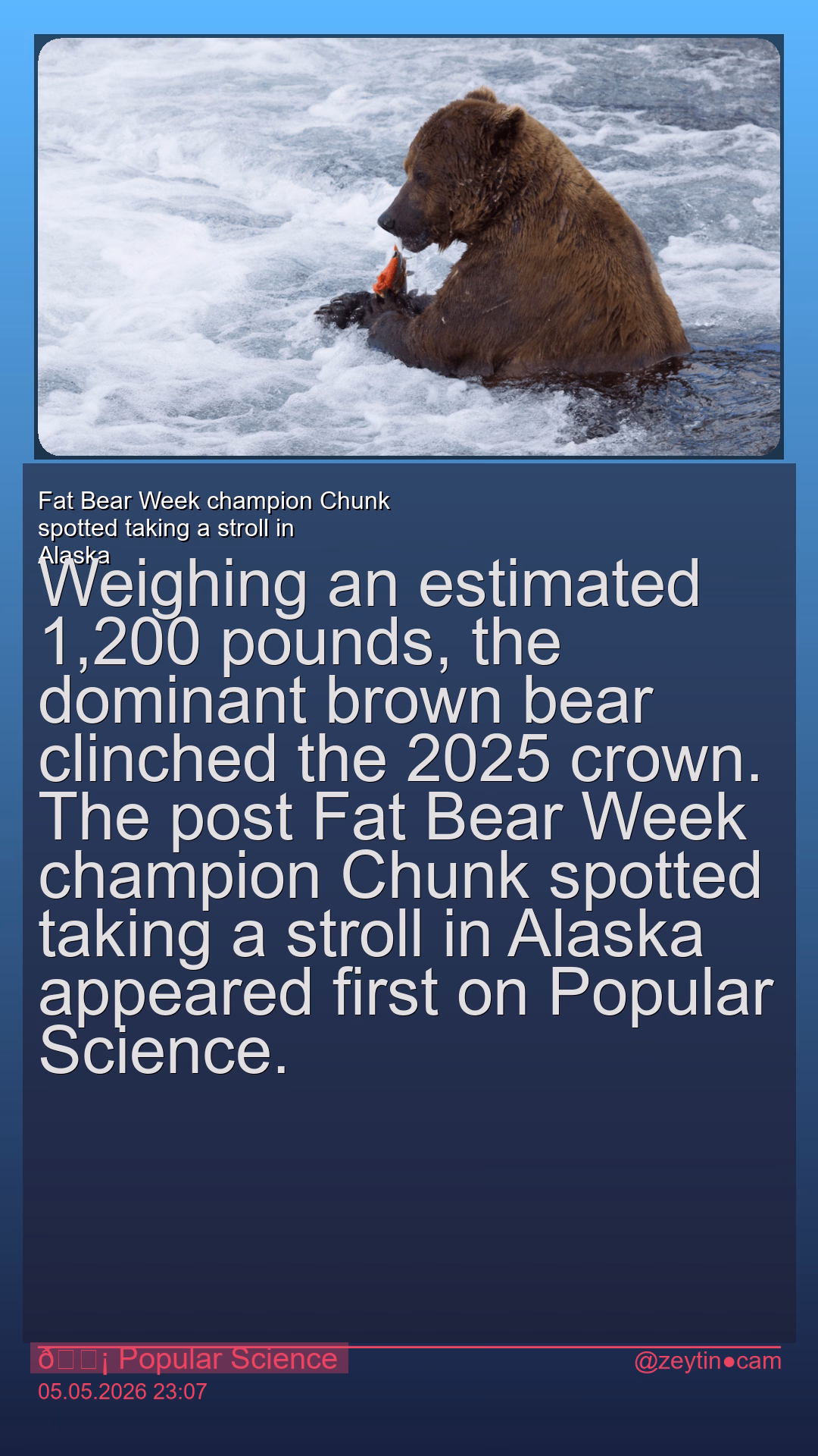 Fat Bear Week champion Chunk spotted taking a stroll in Alaska
