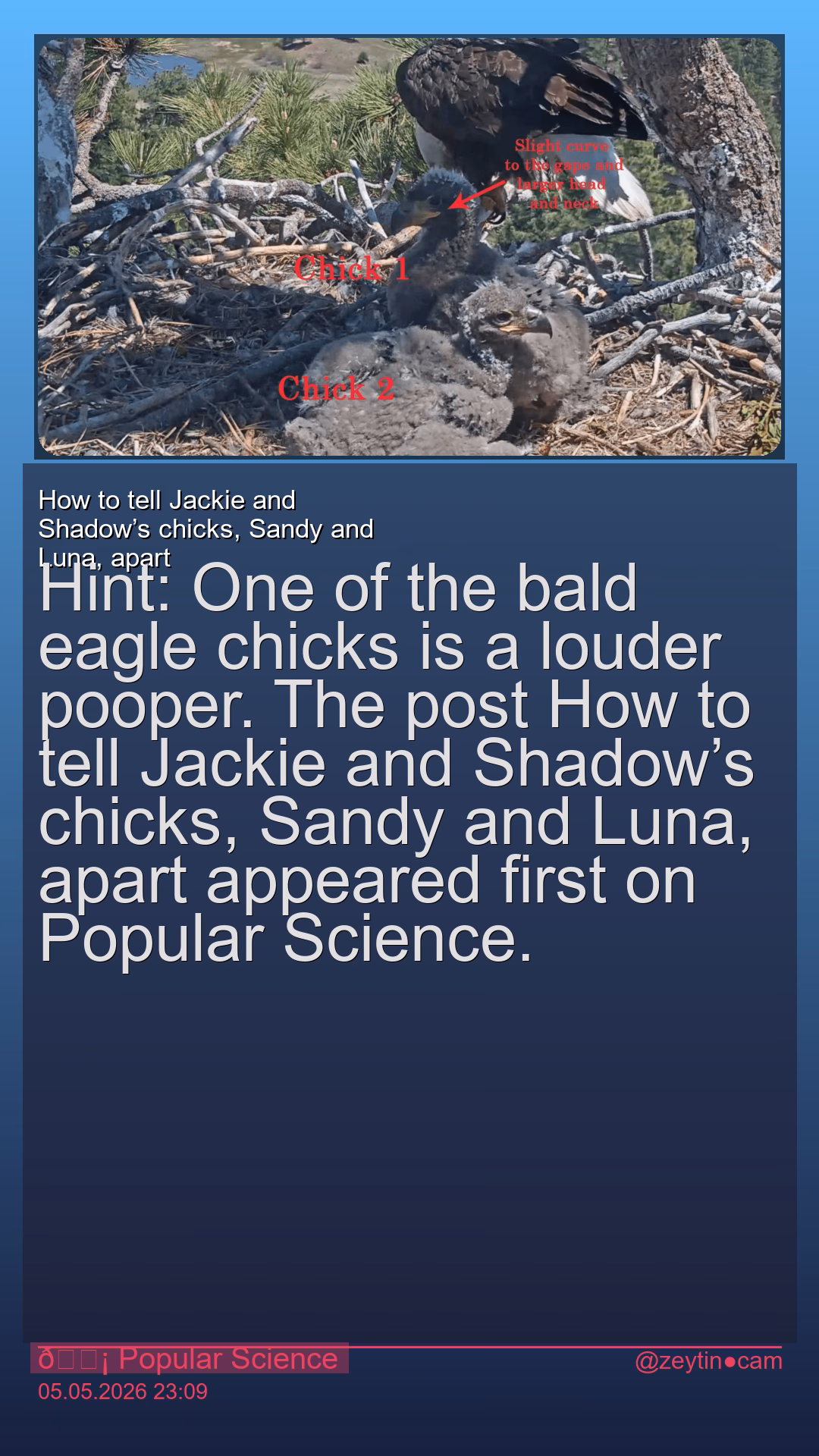 How to tell Jackie and Shadow’s chicks, Sandy and Luna, apart