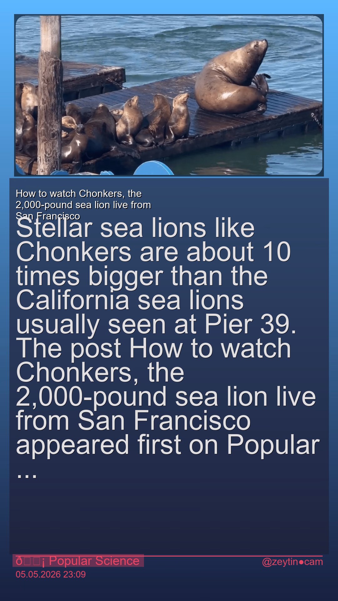 How to watch Chonkers, the 2,000-pound sea lion live from San Francisco