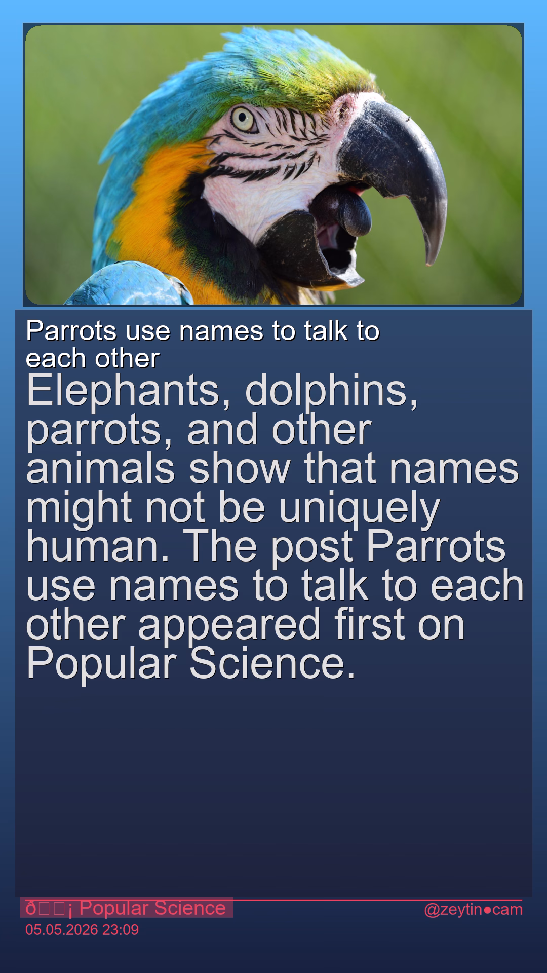 Parrots use names to talk to each other