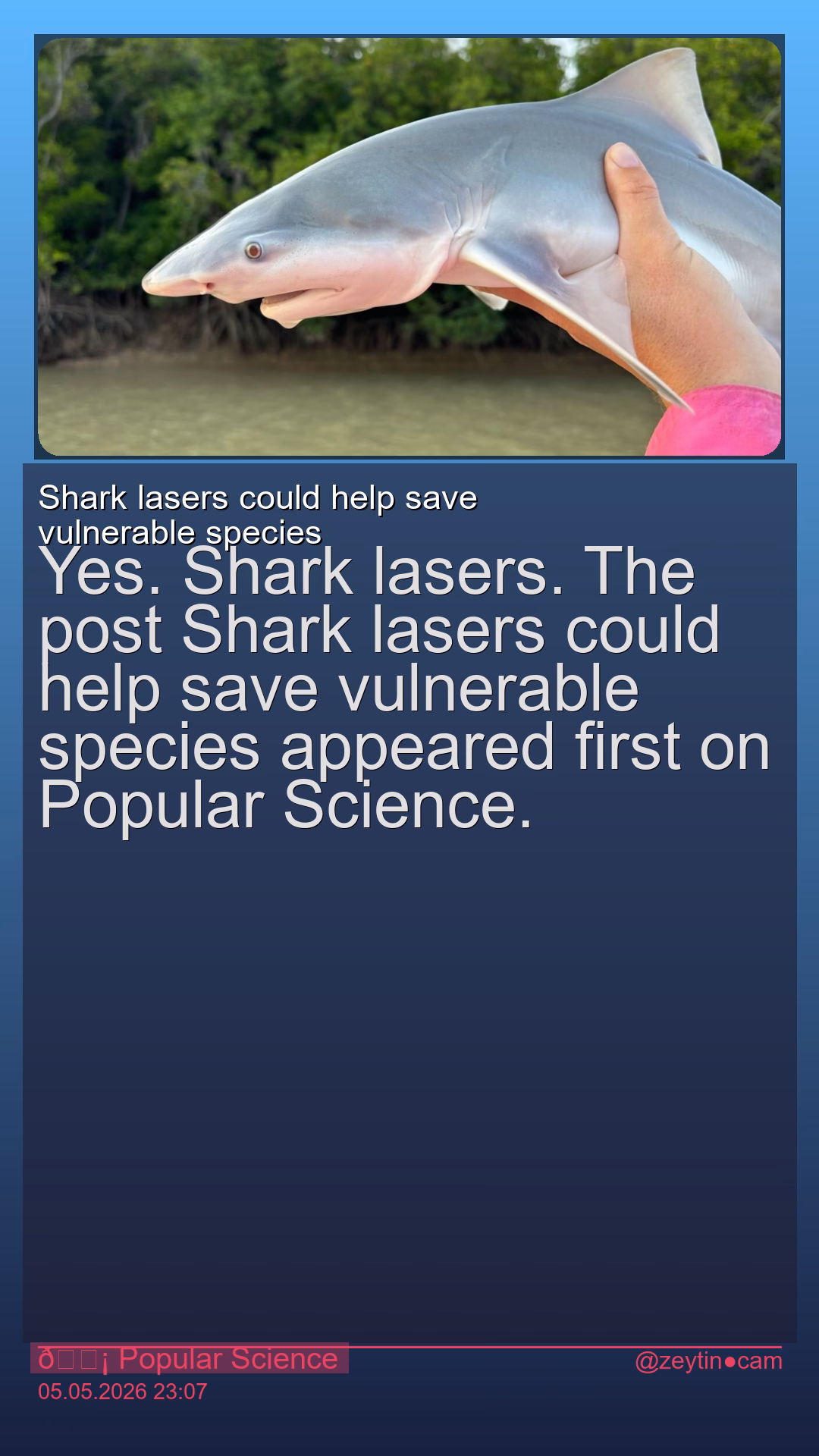 Shark lasers could help save vulnerable species