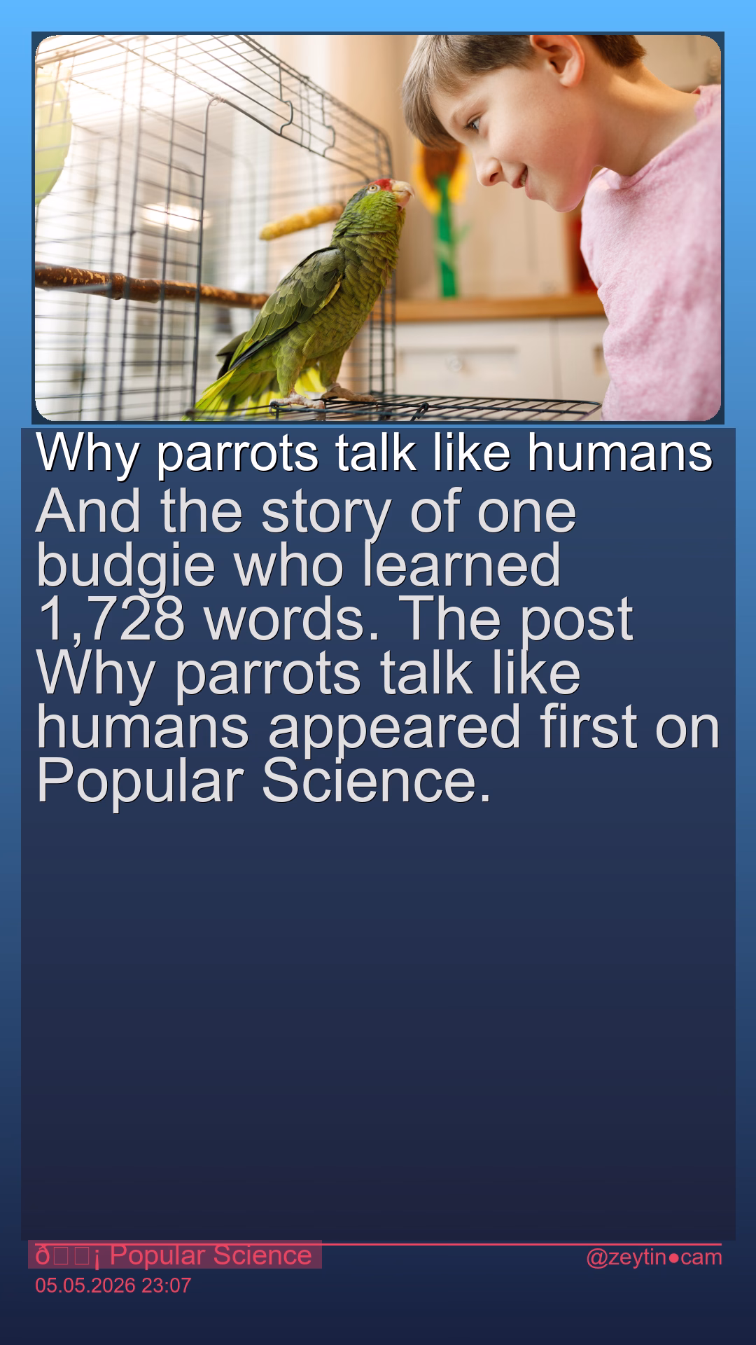 Why parrots talk like humans