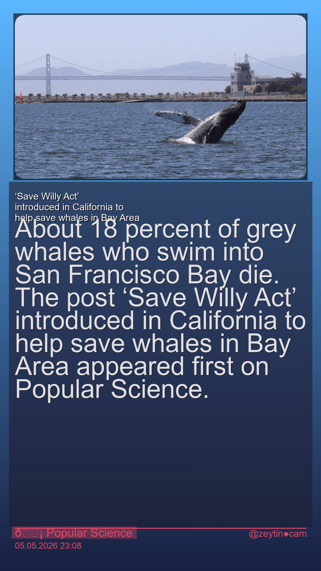 ‘Save Willy Act’ introduced in California to help save whales in Bay Area